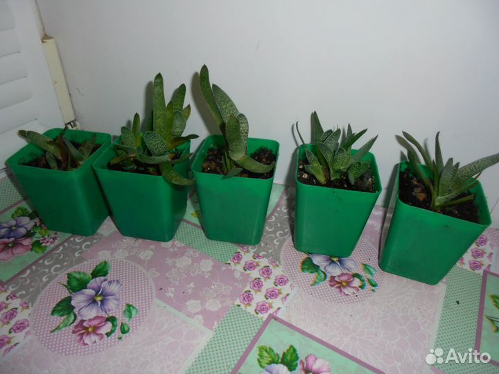 Хавортия микс