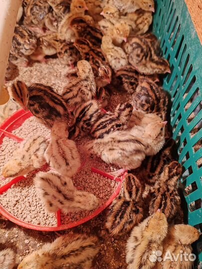 Перепела, инкубационное яйцо