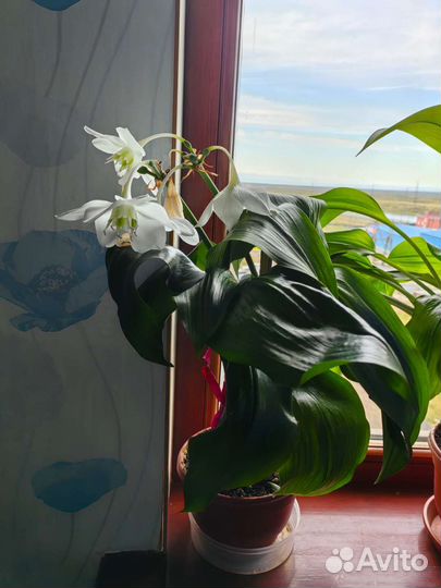 Лилия белая