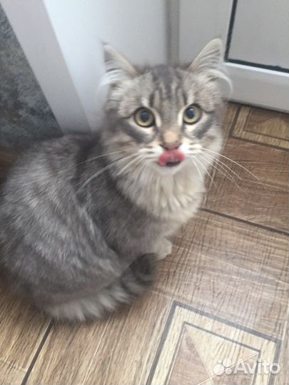 Маленький котик
