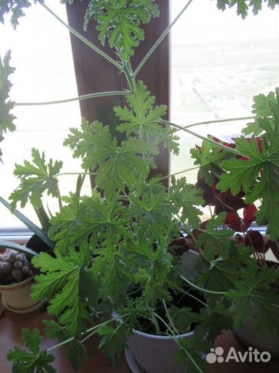 Цветы для дома