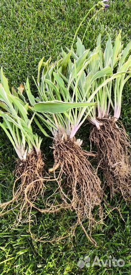 Хоста Стилетто