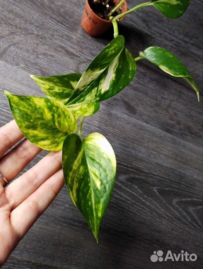 Эпипремнум Золотой