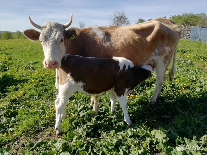 Осеменение коров