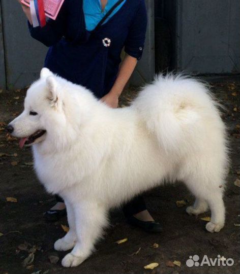 Компрессор (фен) для сушки собак и кошек в аренду