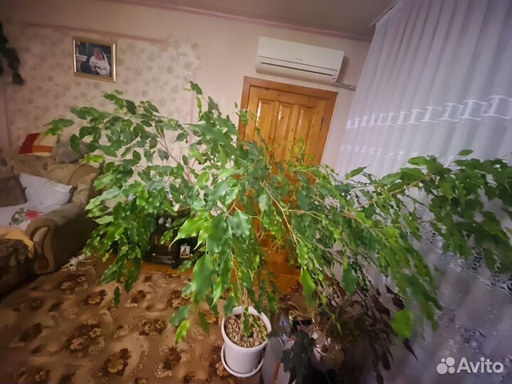 Фикус бенджамина большой