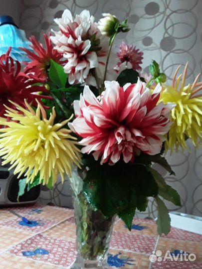 Георгины клубни