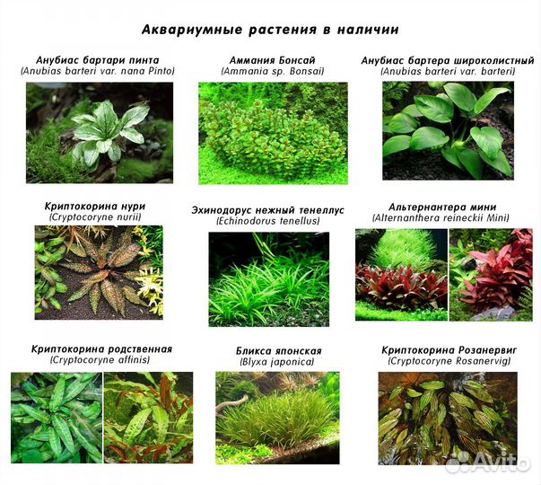 Аквариумные растения