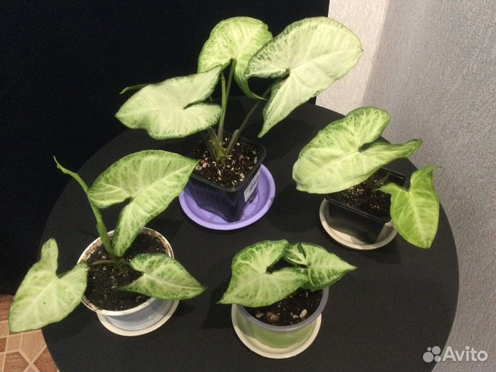 Просто цветы