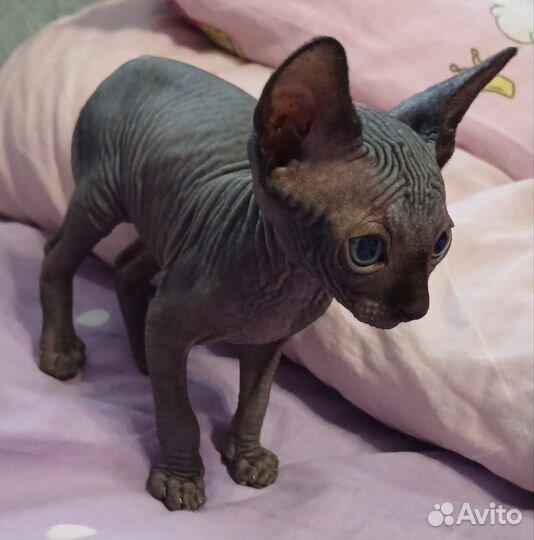 Канадский сфинкс