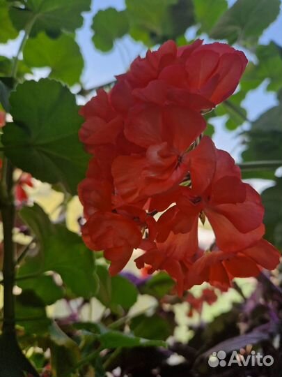 Герань розовая