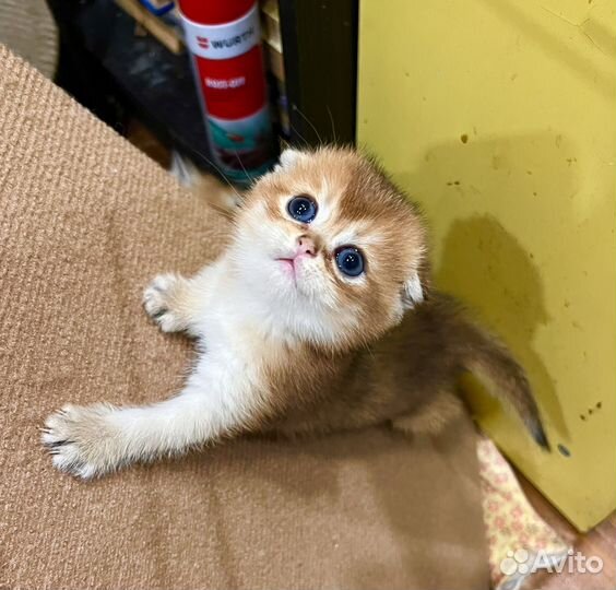 Золотая вислоухая девочка