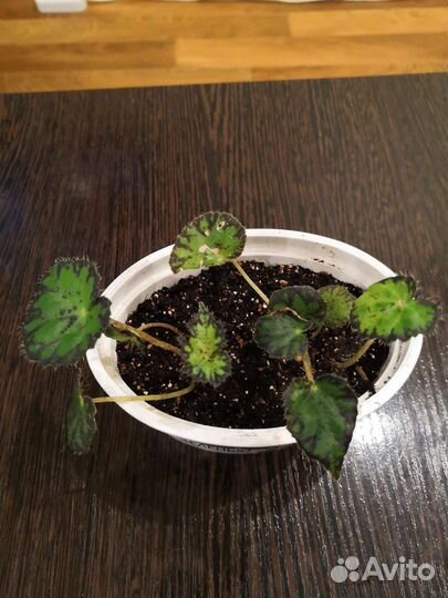 Бегония Бовера