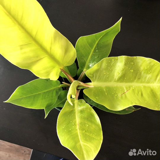 Филодендрон 