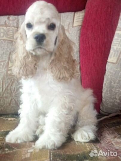 Кокер спаниель американский