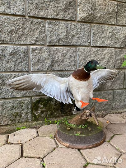 Чучело птиц, Таксидермия