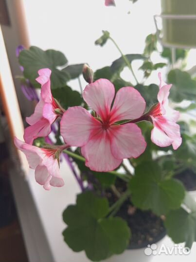 Герань пеларгония