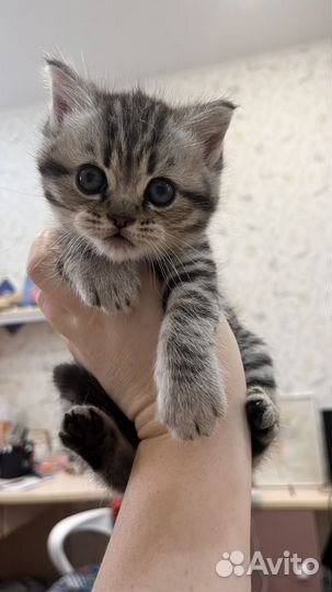 Котята шотландцы