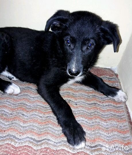 Друг И охранник