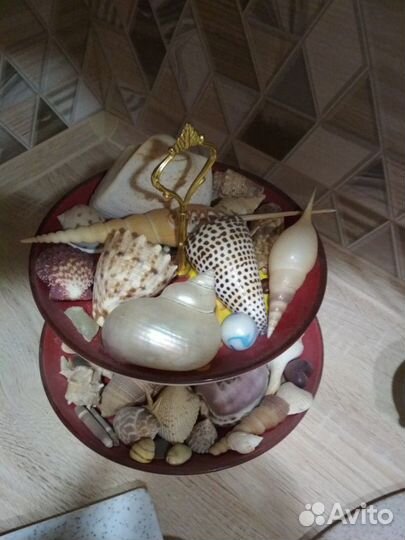 Морские ракушки много