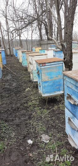 Продаются пчелосемьи,пчелопакеты