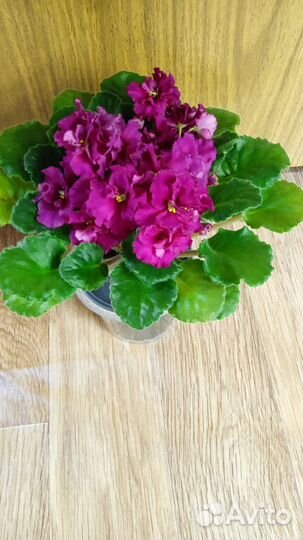 Фиалки цветущие