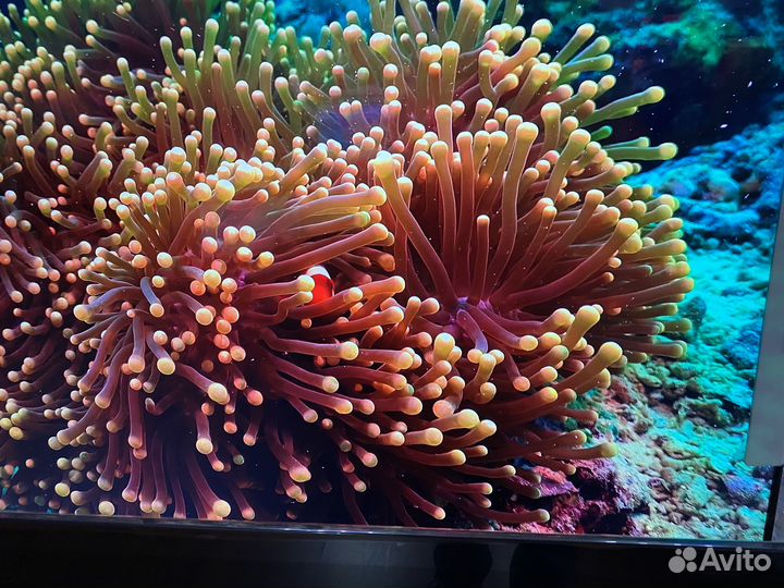 Лучший на земле 65 qled 144 Гц + супер звук