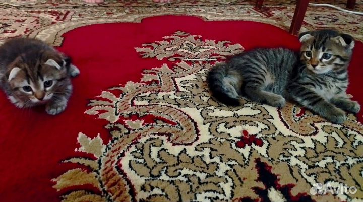 Шотландские вислоухие котята