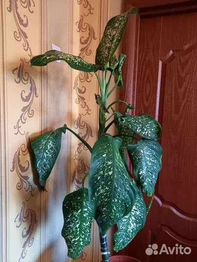 Диффенбахия