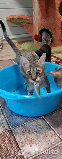 Кот чаузи ф1