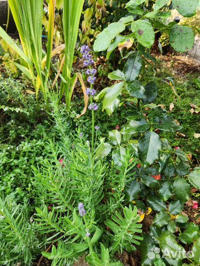 Мята водная, лаванда, тимьян, спаржа, душица