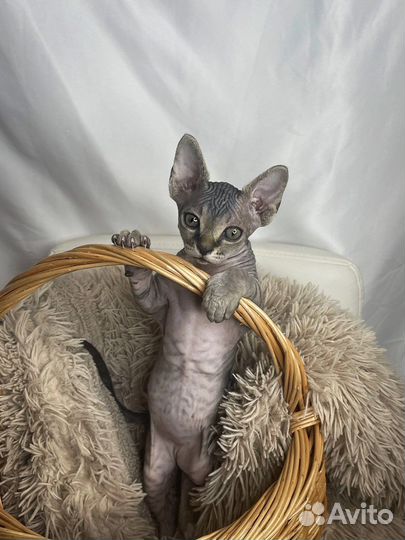 Канадский сфинкс котенок