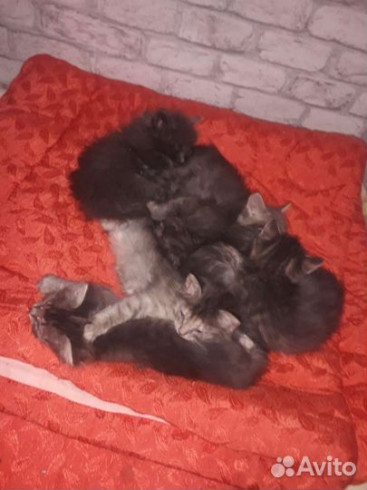 Отдам бесплатно животные