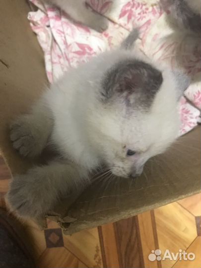 Тайские котята