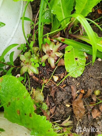 Молодило или каменная роза