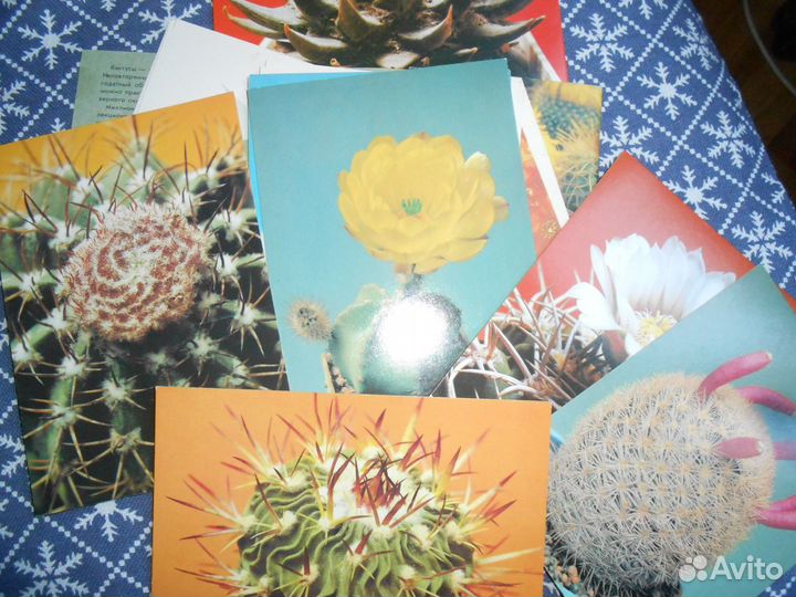 Набор открыток Кактусы (выпуск 2 1990 г)