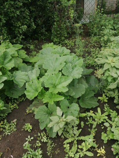 Дача 20 м² на участке 8 сот.