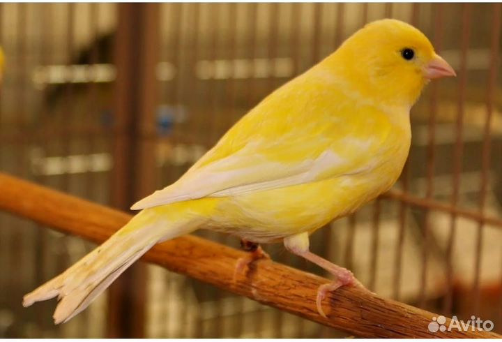 Русская Певчая Канарейка и Щегол домашний