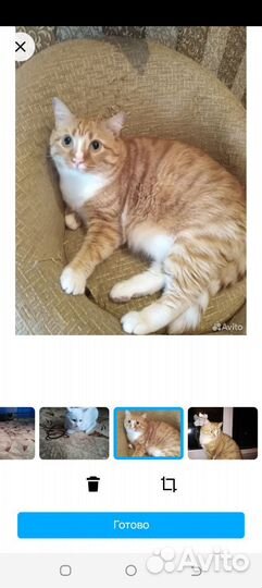 Передержка животных - домашняя зооняня