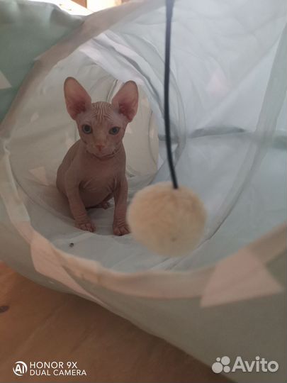Канадский сфинкс котенок мальчик