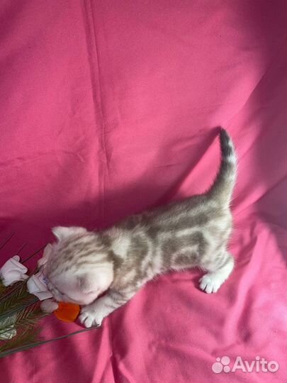 Шотландские котята