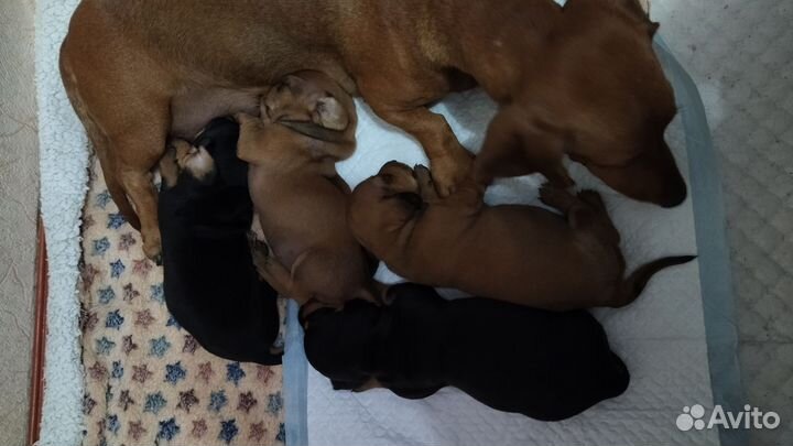 Щенки Карликовая Такса