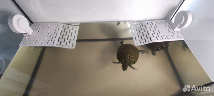 Красноухая черепаха с аквариумом