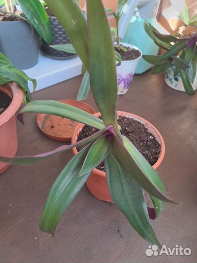 Традесканция / рео, спатифиллум, аглаонема. Цветы