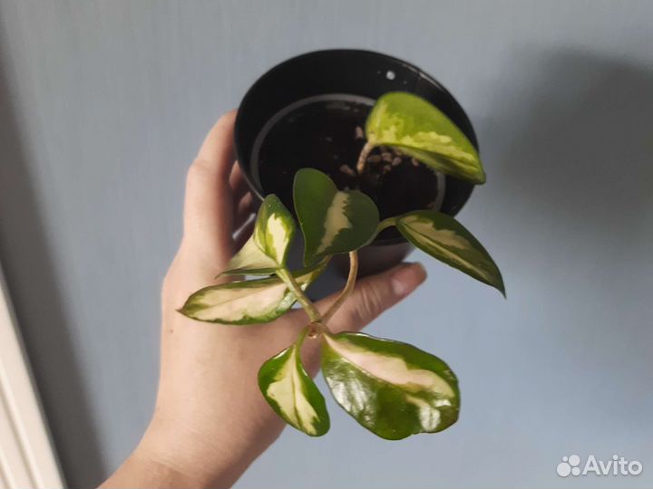 Хойя карноза триколор