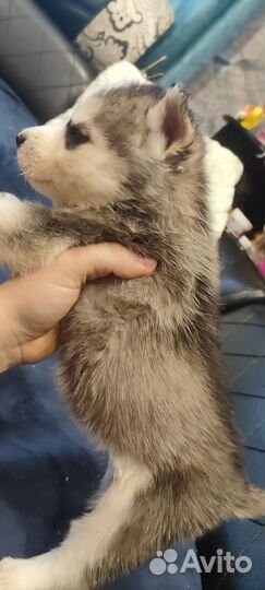 Щенки сибирской хаски