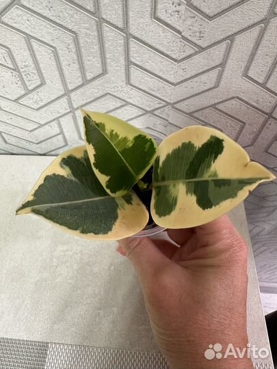 Фикус эластика тинеке