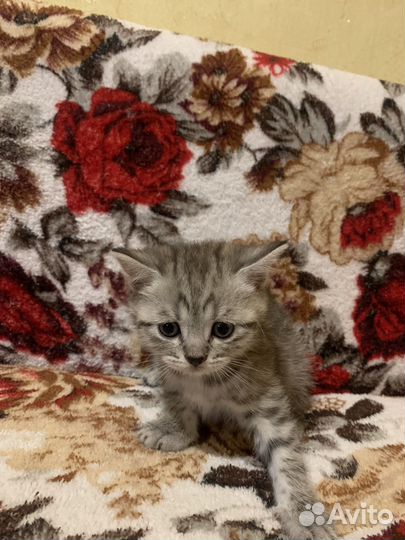 Британская котята