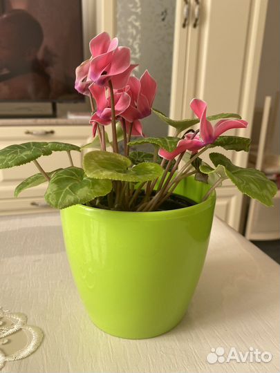 Цикломен цветущий