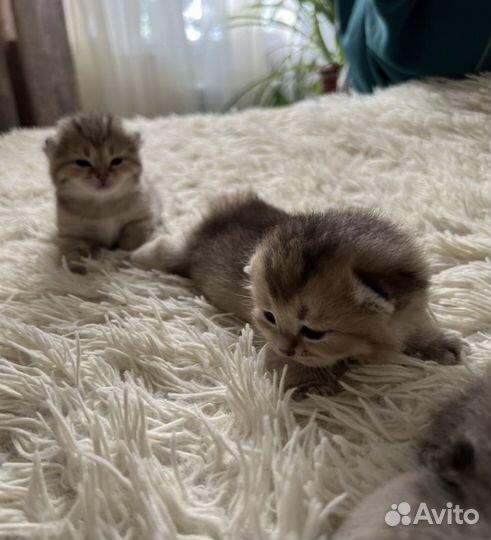 Шотландские котята шиншилла